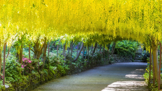 Y Bwa Tresi Aur gyda’i flodau melyn adnabyddus ar ddechrau mis Mehefin yng Ngardd Bodnant yng Ngogledd Cymru